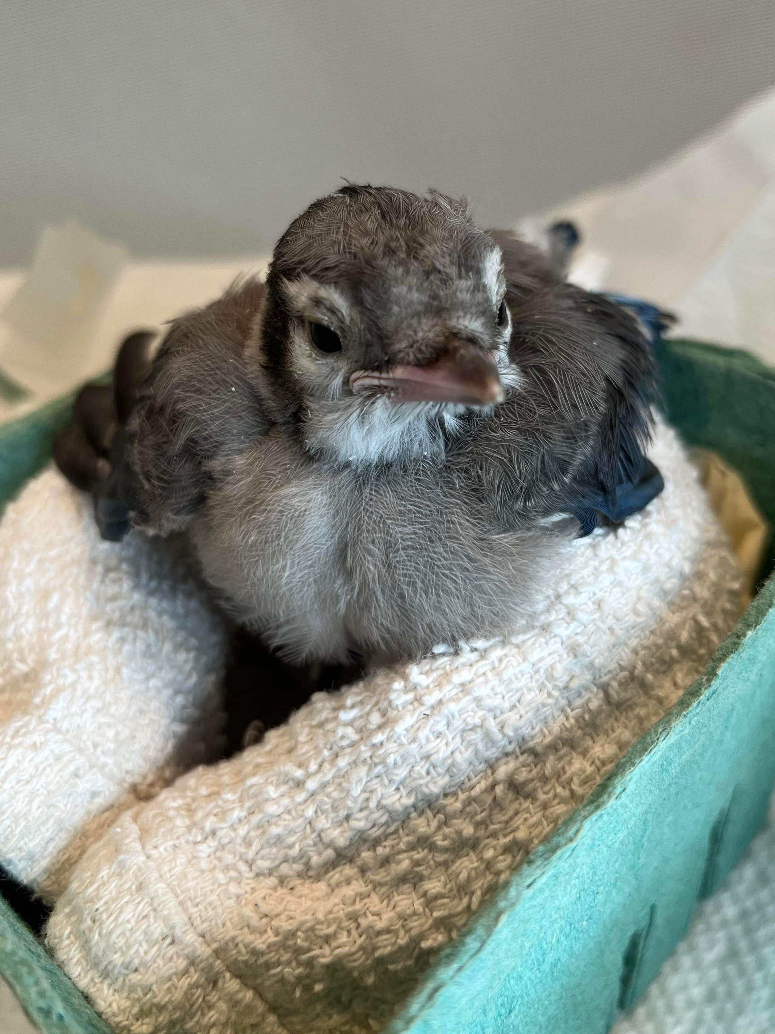 Wild Bird Fund on X: That first step out of the nest was a big