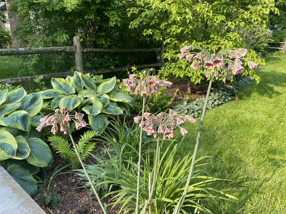 compost maven tweet media