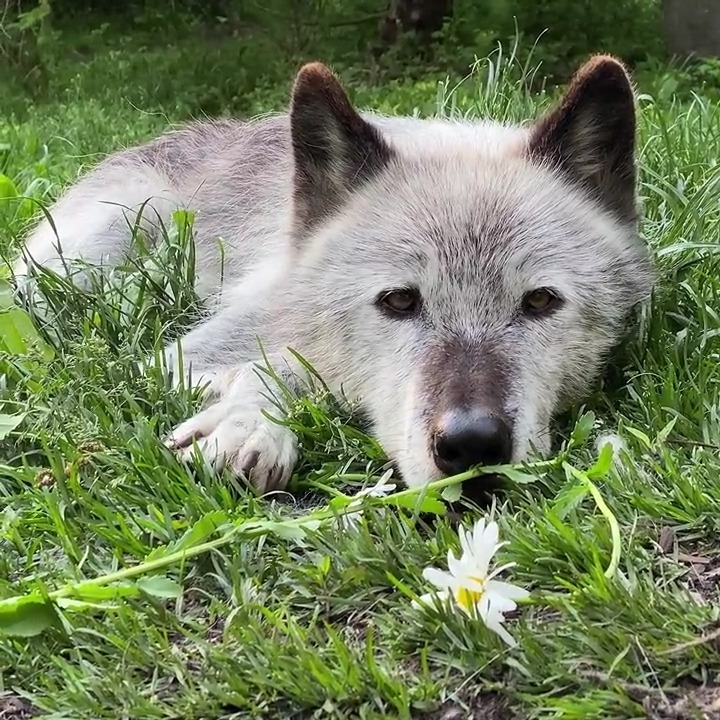 Wolf Conservation Center 🐺 on Twitter: 