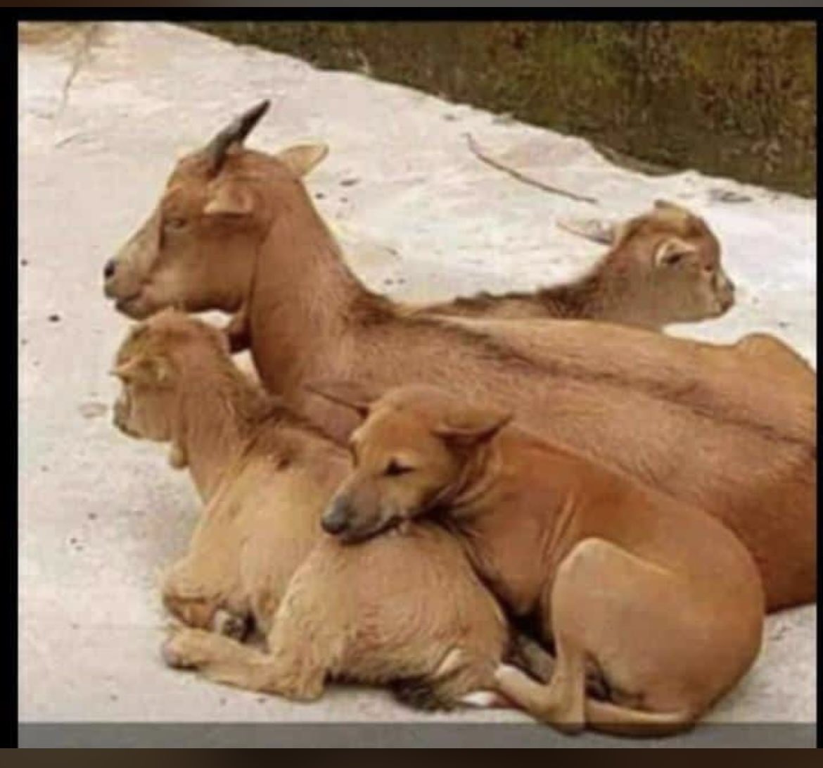 LifetBoss's tweet image. Kote w jwenn trankilite a se li ki pou
premye opsyon w. Se pa yon kesyon de
ras, se ale kotew anpè!😌☺️