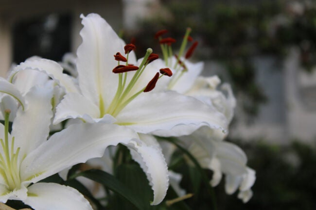 Enjoy your backyard at night with these enchanting moon #garden plants. #gardenchat  cpix.me/a/170412744