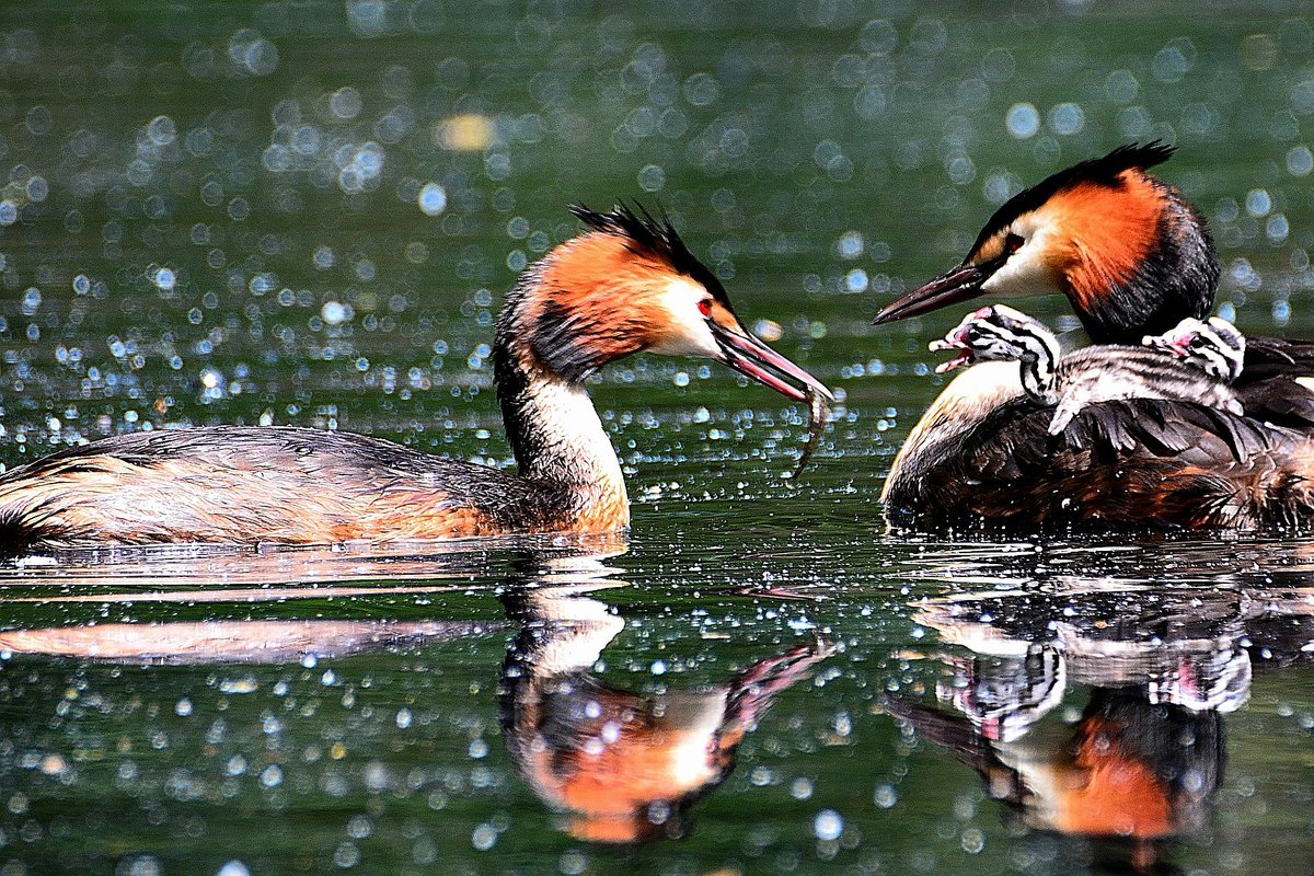 les4arts's tweet photo. Vive le printemps ! Grèbe huppé en famille 😍
Un coucou émerveillé sur la twittosphère optimiste et amoureuse de la nature
#oiseaux #remerschen #2023may 
#birdphotography #BirdsOfTwitter #BirdTwitter #Birds https://t.co/pr2BA8BjOG