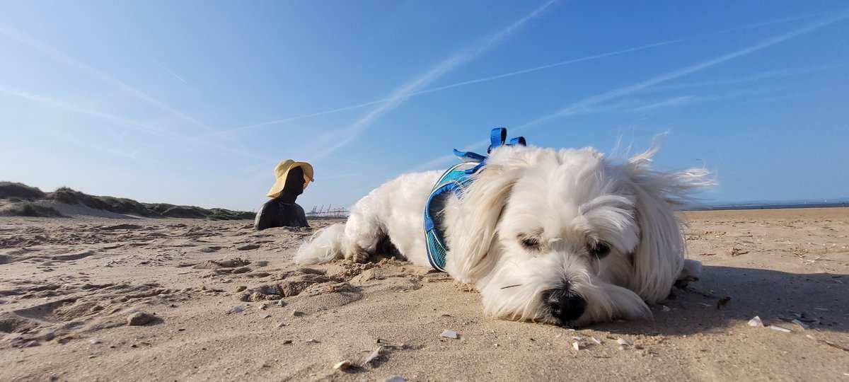 SteveMulville's tweet photo. Sunshine and warmth are not everyone's cup of tea ๐ต๐
Teddy keeping a low profile this morning on Crosby beach โฑ๏ธ...
Cheer up Ted..its gunna be a long hot summer..so am told..๐ฅ๐
#weatherthoughts
#Summersonitsway https://t.co/Rj8iAAUW6D