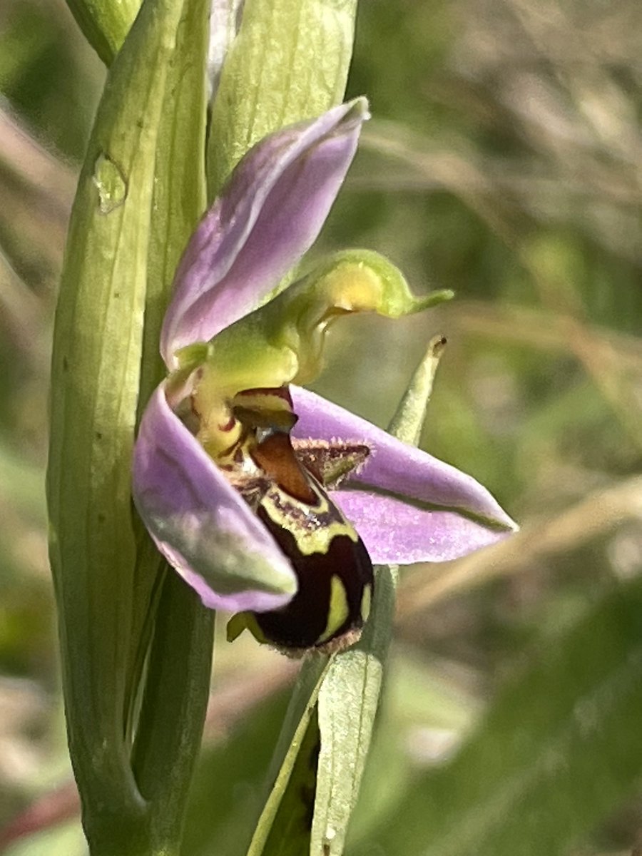 ThatWLA's tweet photo. 28 or so flower spikes at my fave local #beeorchid site. Bit early for best flowering but lovely to see them doing well. #britishorchids #orchids #wildflowers #guernsey @ukorchids https://t.co/bdvaq2oQbU