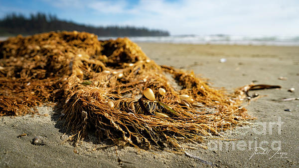 ThornhillImages's tweet photo. New artwork for sale! - "Beached Seaweed" - https://t.co/861Vg1V3P4 @fineartamerica https://t.co/GGdbbsEi7E
