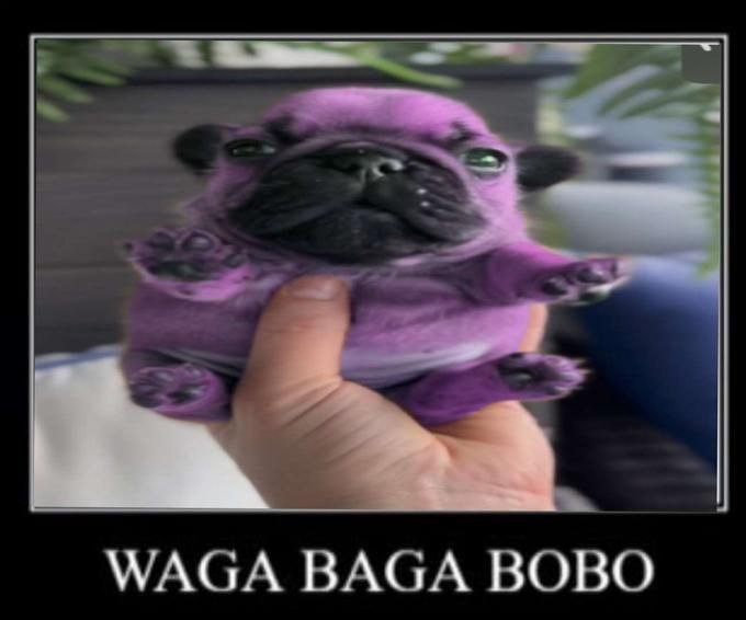 waga baga bobo #meme #dogmemes #pug #inspirationalposter #dog #doggo #purple