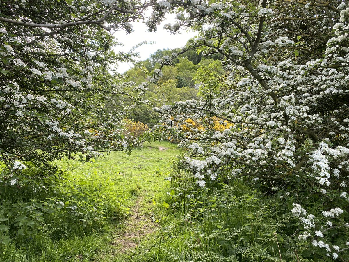 mikegwilsonuk's tweet photo. Restorative Embodied Writing: Deepening Nature Connection exploration (https://t.co/BE8VbIkCGD) in the Harthope Valley, Northumberland, today. #EmbodiedWriting #NatureConnection #Wellbeing https://t.co/mHKVwXYDiL