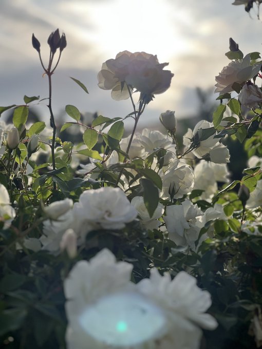 Watch 𝕯𝖆𝖎𝖘𝖞 𝕱𝖚𝖊𝖓𝖙𝖊𝖘 🥀's leaked NSFW photo on TwXstars