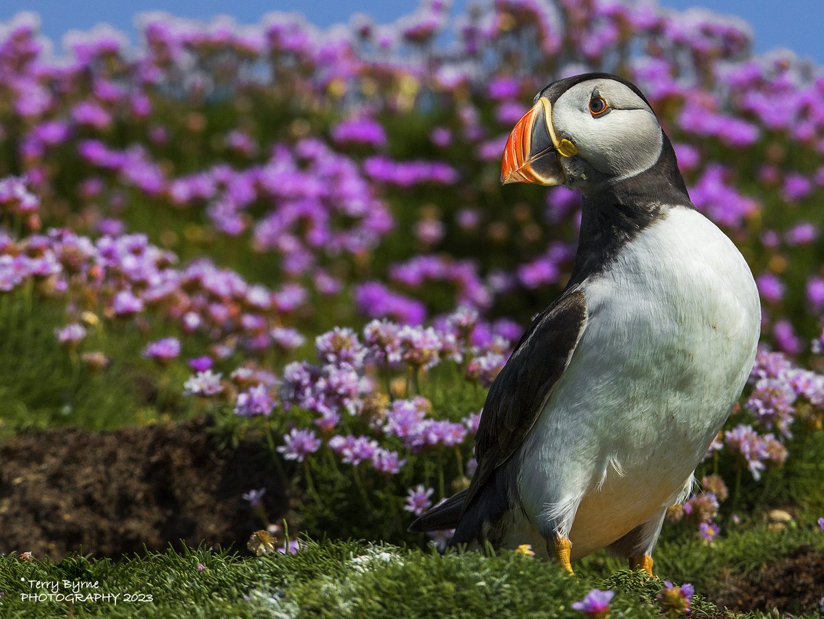 I am Puffin

#Wexford #salteeislands #puffin #birds #wildlifephotography
#wildlife