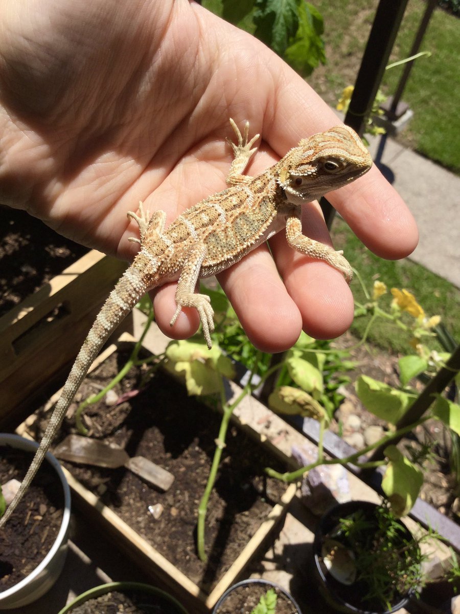 FREE PALESTINE ❤️🖤🤍💚 tweet media