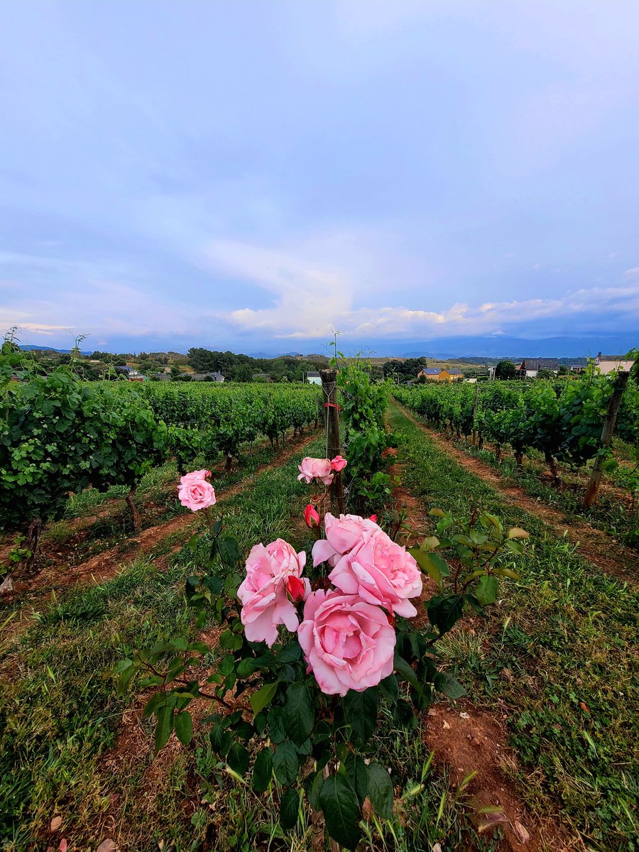 MariolaEstrada's tweet photo. La belleza del infinito 
#Canedo #Bierzo #ElBierzo @PRADAATOPE https://t.co/n0nylnkIhc