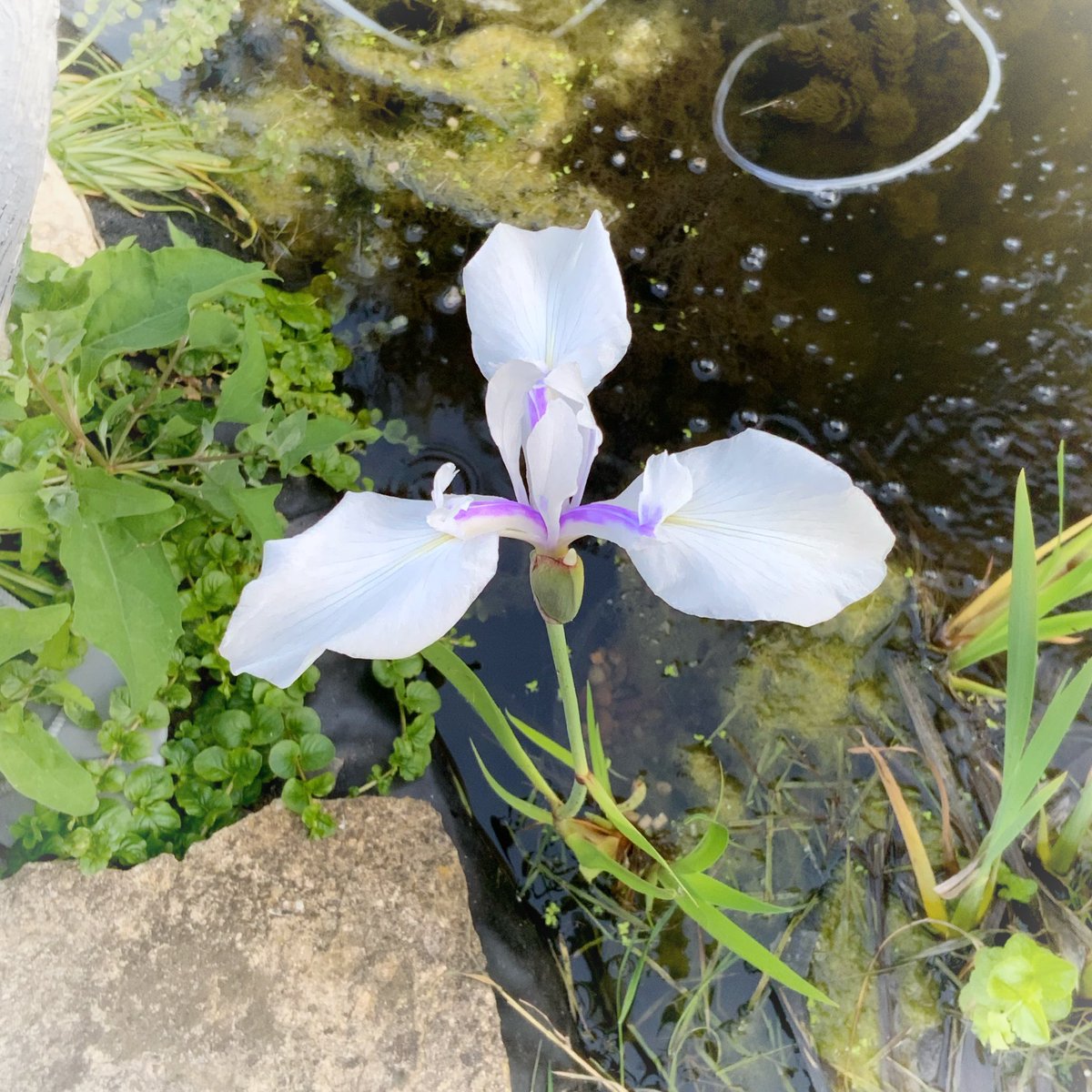 Water Iris. I’m 99% certain this was yellow last year. Can they change colour?
#wateriris #iris #pondflowers #pondlife #gardening #ukgardens