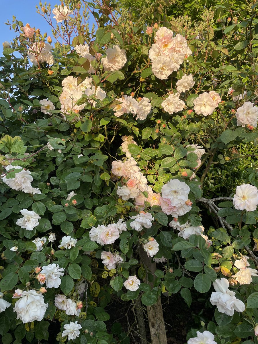 cartolycee's tweet image. Il est déjà magnifique, mais quand tu vois les boutons tu te dis que ça va être quelque chose cette année. #digression #jardin