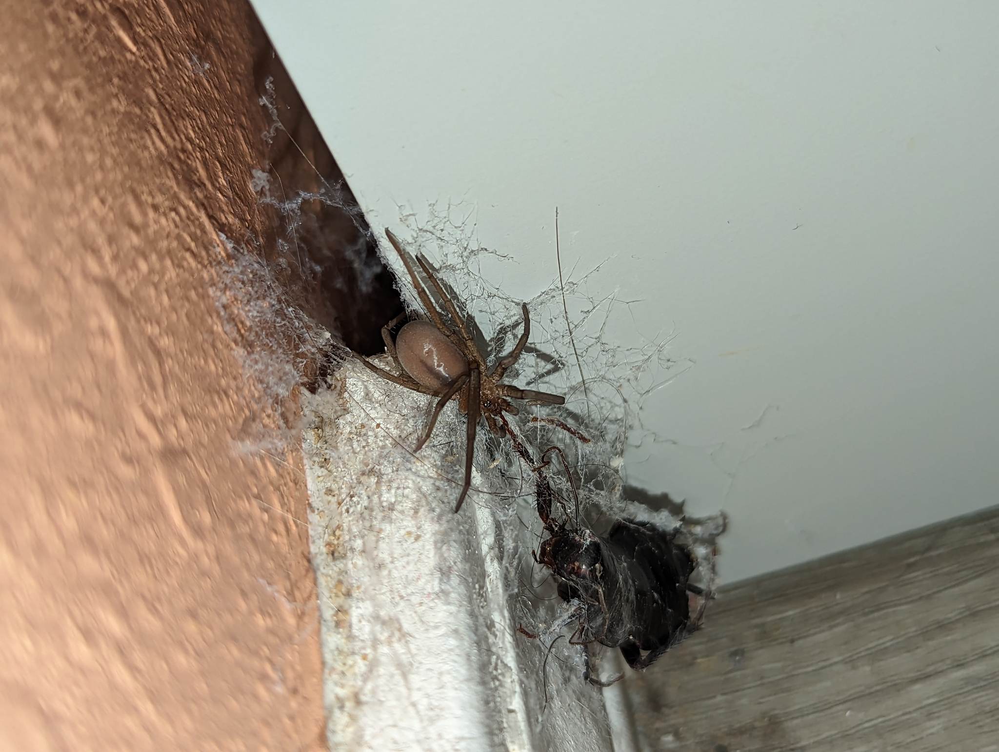 How dangerous are the spiders in Albuquerque homes?