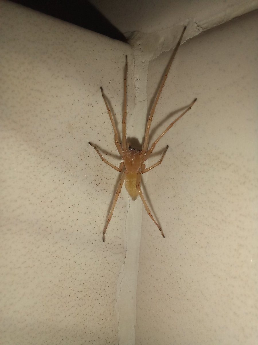 Not_Olga's tweet photo. @Arachno_Cosas qué araña es esta? Mide unos 2.5cm de pata a pata https://t.co/K5Fa0oHIb0
