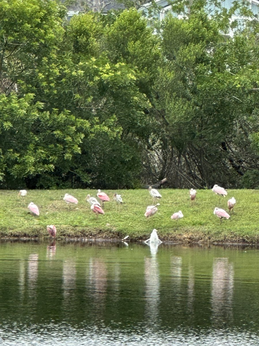 All the Spoonbills hanging out! #StAugustine