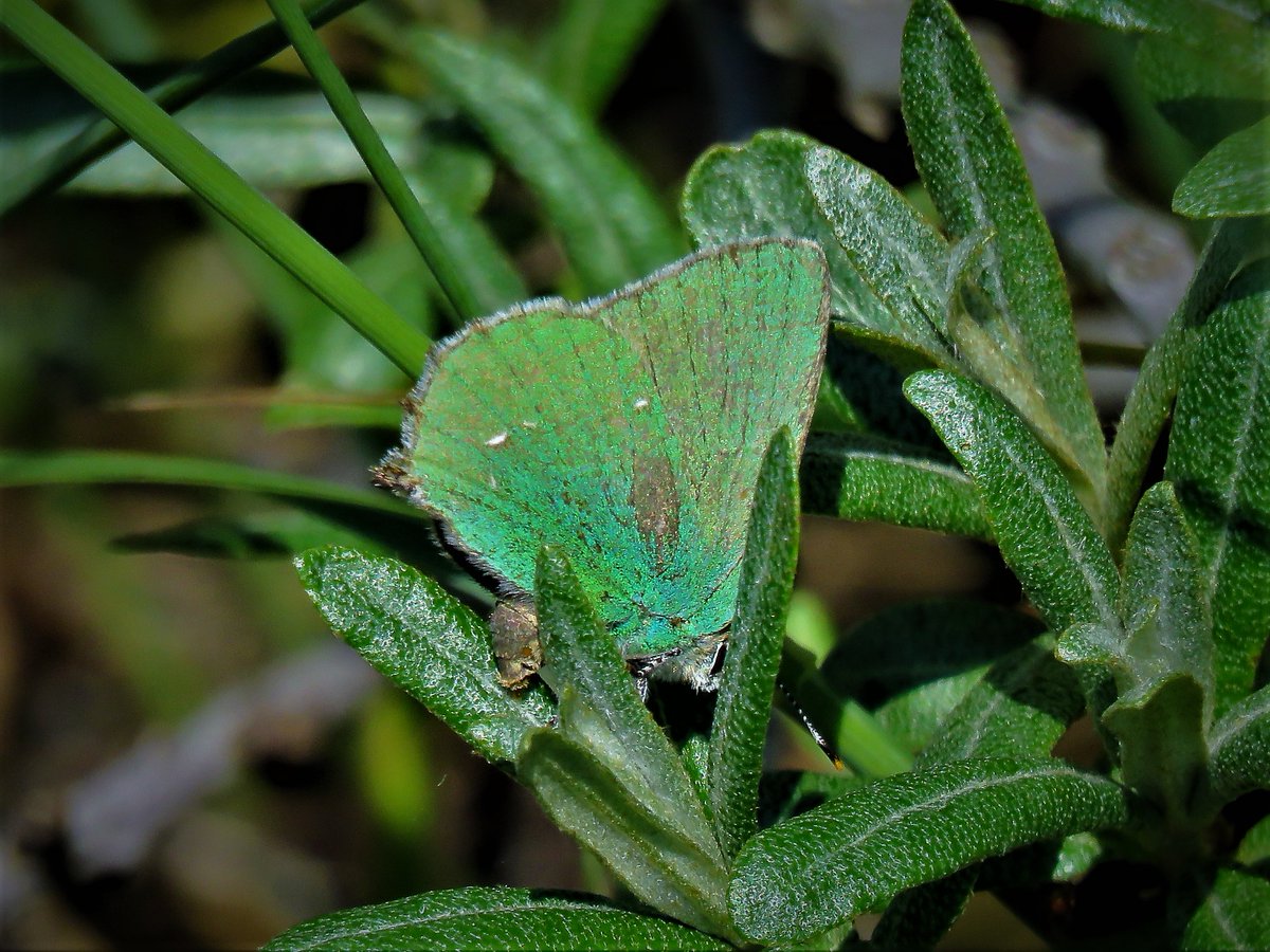 cihurst's tweet photo. A walk along Cleethorpe Dunes nr the Boating Lake on 24-05-2023 produced 12 Green Hairstreak on the Sea Buckthorn. Several egg laying. @BC_Lincolnshire @savebutterflies @Britnatureguide @LincsWildlife https://t.co/ZcSOcLGf8k