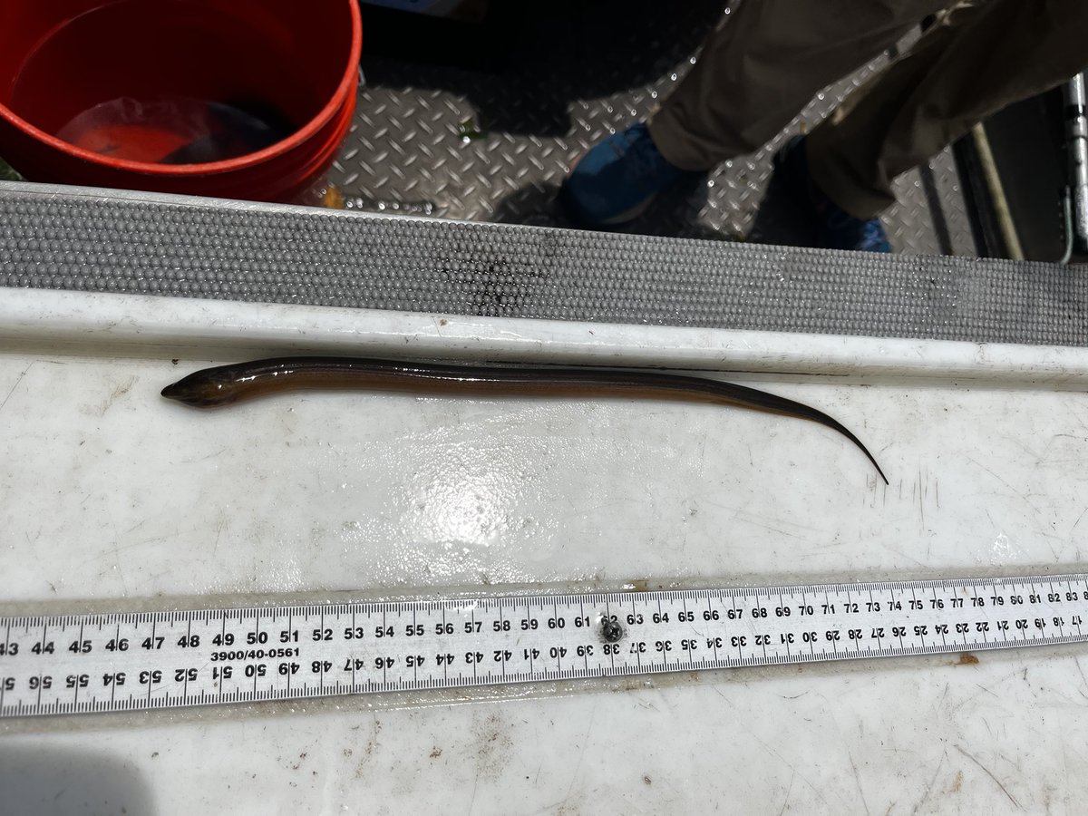 James Sturges (@jamessturges_) on Twitter photo During our most recent sampling of <a href="/EvergladesNPS/">Everglades National Park</a> the MAP team caught an Asian Swamp Eel (monopterus albus) for only the 3rd ever. This non-native species is already wreaking havoc in marsh food webs and we could be seeing range expansions further into Shark River Slough During our most recent sampling of <a href="/EvergladesNPS/">Everglades National Park</a> the MAP team caught an Asian Swamp Eel (monopterus albus) for only the 3rd ever. This non-native species is already wreaking havoc in marsh food webs and we could be seeing range expansions further into Shark River Slough