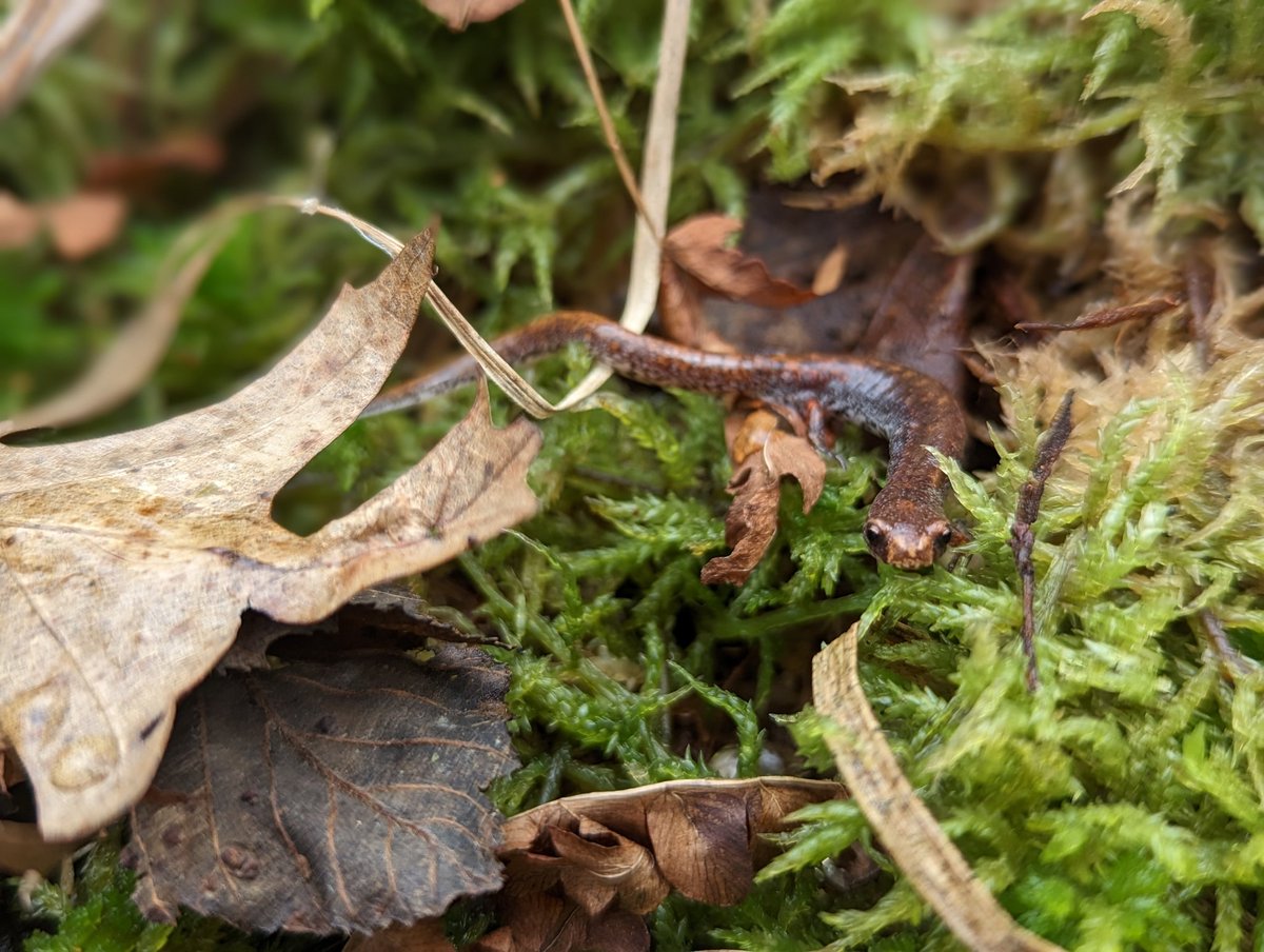 Did you know that Minnesota has 2 species of lungless #salamanders? This summer the #LambLab at #SCSU began working with one of them - the Four-toed Salamander (Hemidactylium scutatum). We have been conducting both #eDNA &amp; traditional surveys for populations across the state 🧬