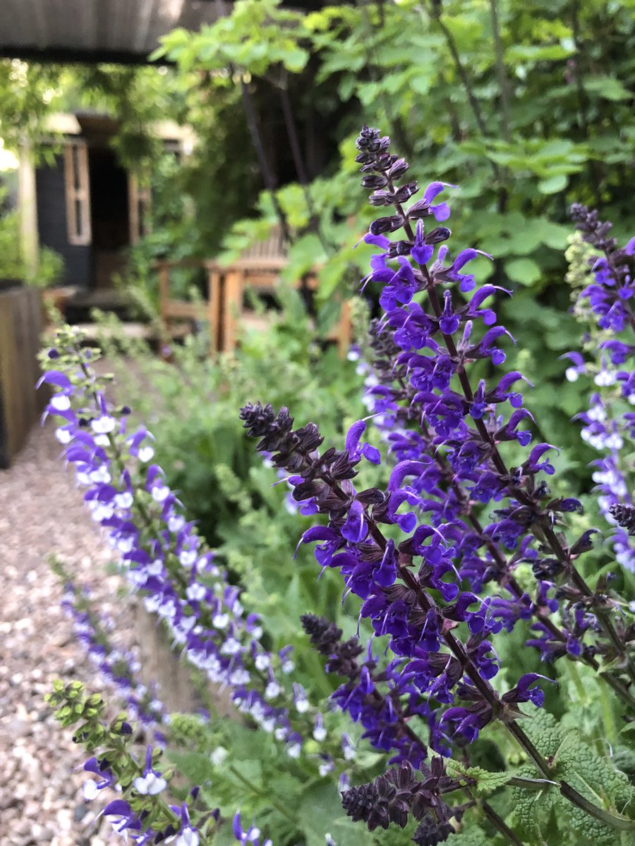 _gardenadvice's tweet photo. Back again🙏🙏🙏 https://t.co/LZkhZWQf3D