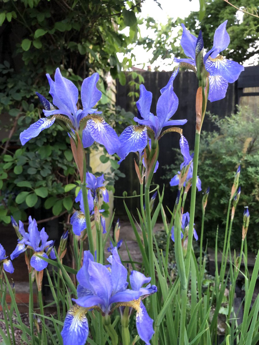 _gardenadvice's tweet photo. Back again🙏🙏🙏 https://t.co/LZkhZWQf3D