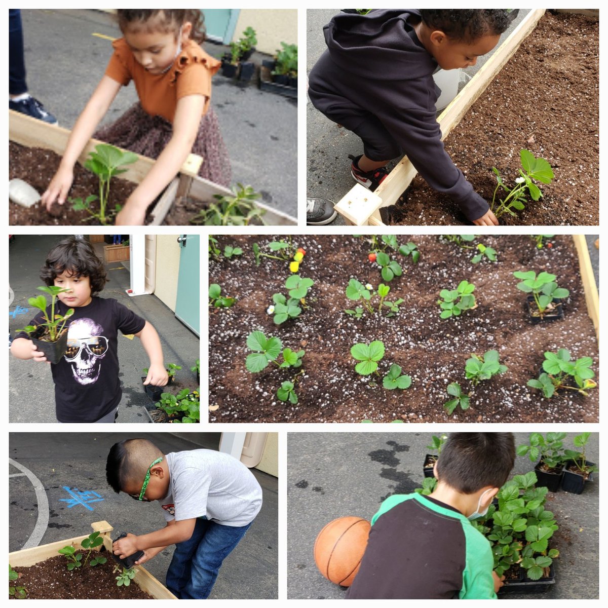 Thank you, Ms. Baltazar from Grant H.S horticulture program for donating soil and assortment of plants, including strawberries for our preschoolers to plant and take care of. Teaching sustainability. <a href="/ECED4LA/">ECE4LA</a> <a href="/MsMcMurrin/">Rebecca McMurrin</a> <a href="/MsDamonte/">Pamela Damonte VN-VG Community of schools</a> <a href="/LASchoolsNorth/">LAUSD Region North</a> <a href="/mrjsong/">Jerry Song</a> <a href="/JonasLAUSD/">Allison Jonas</a>