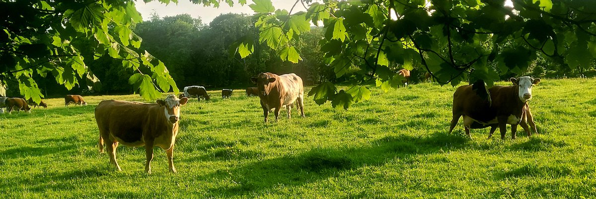 A lovely evening for herding 

#MountBriscoeOrganicFarm 
#organicfarming