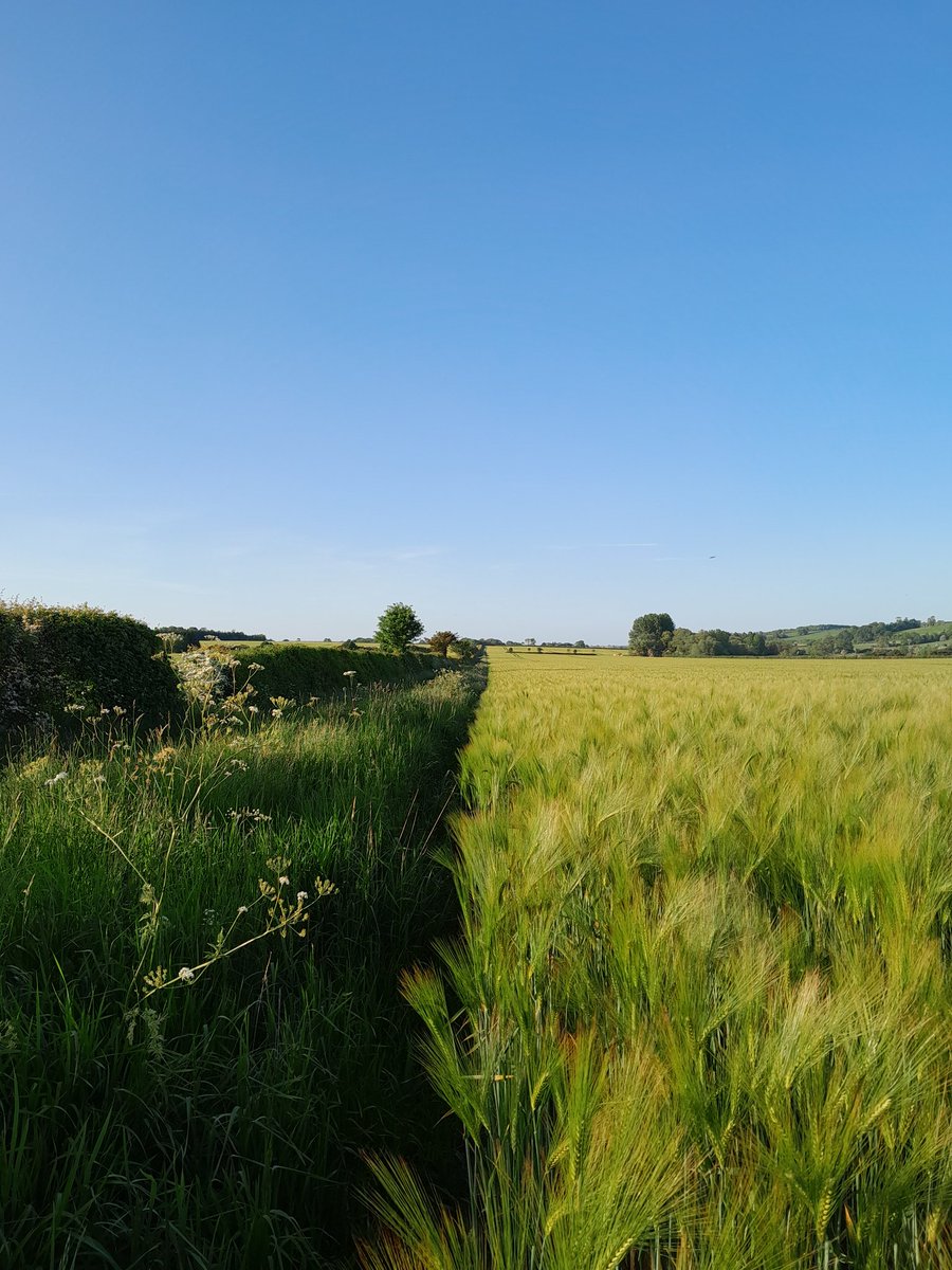 revsrgamble's tweet photo. Evening light on an overgrown path, near Tixover.
#Tixover #Rutland @IMcMillan https://t.co/Q0bCyMOrzE