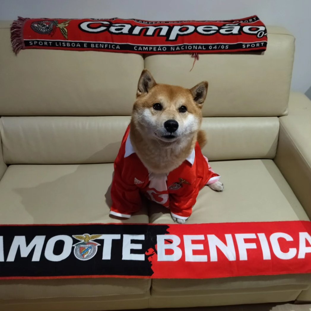 SpOoKy_CSGO's tweet photo. Caopeão!
Caopeão!
O Fox é caopeão!
BENFIIIIIIIIIICA! ❤️🦅
#dameo38 #benficacampeao #shibainu https://t.co/6lNJ05xG0m