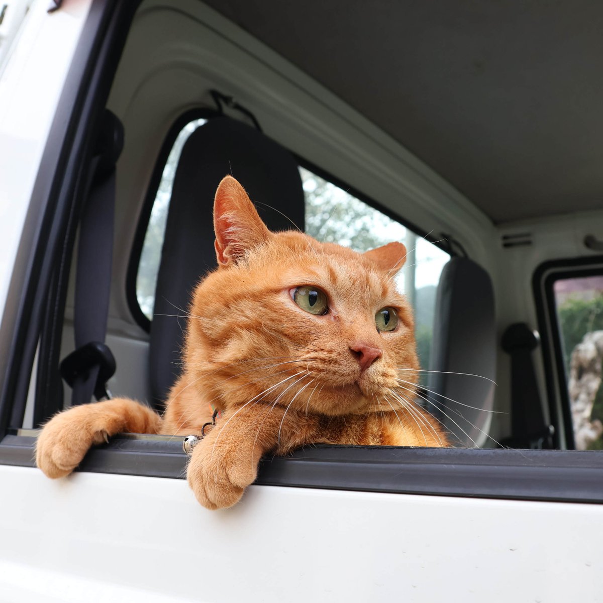 ちゃとら　 chris on X