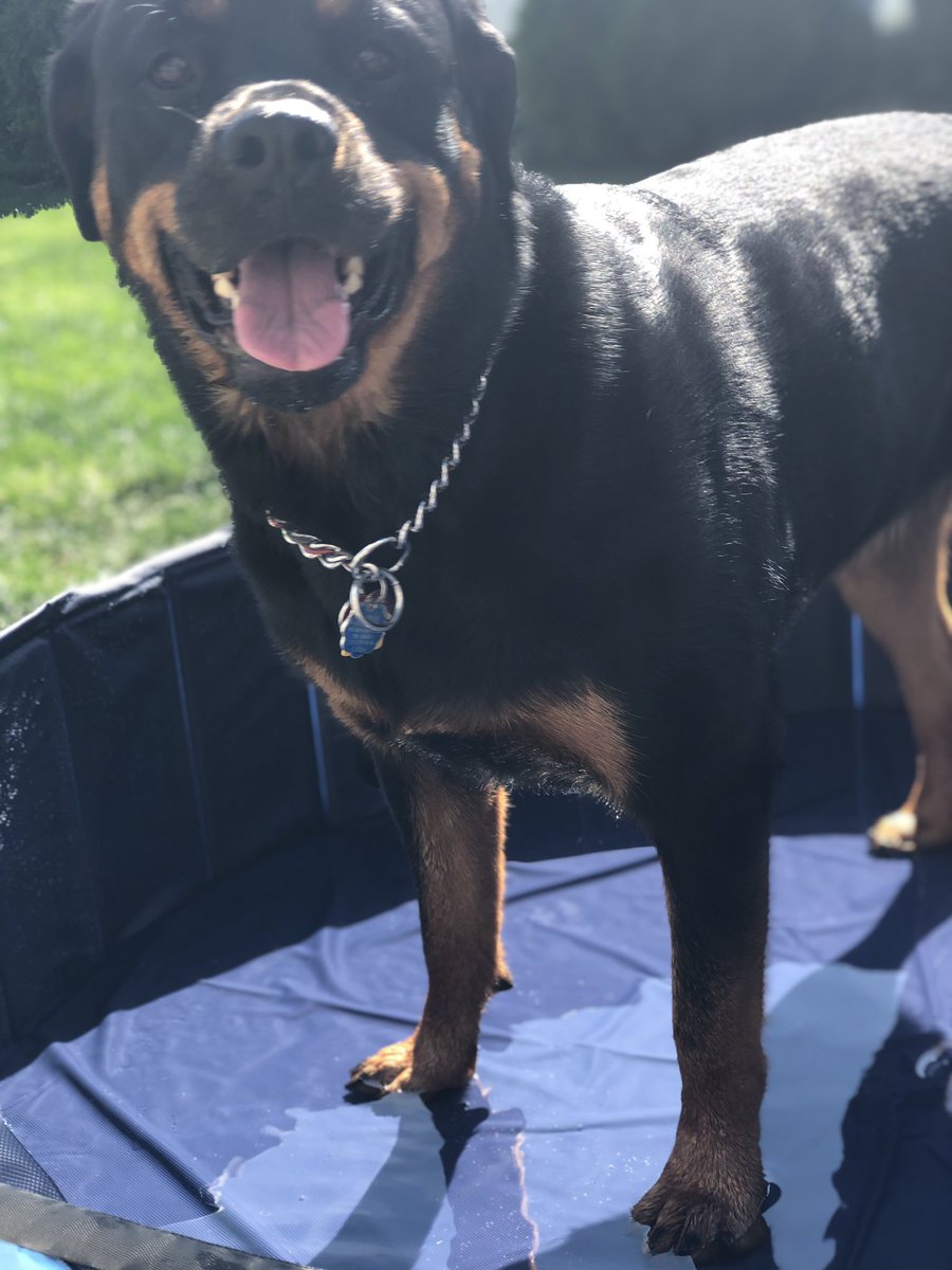 RJ_5418's tweet image. Miss Tia got her new pool and she’s sooooo happy🤩❤️🥰 #thatface #happyrottie @slitelytwisted