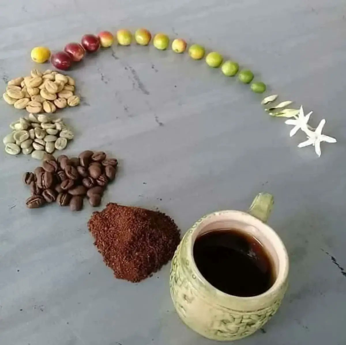 Desde la flor hasta tu taza