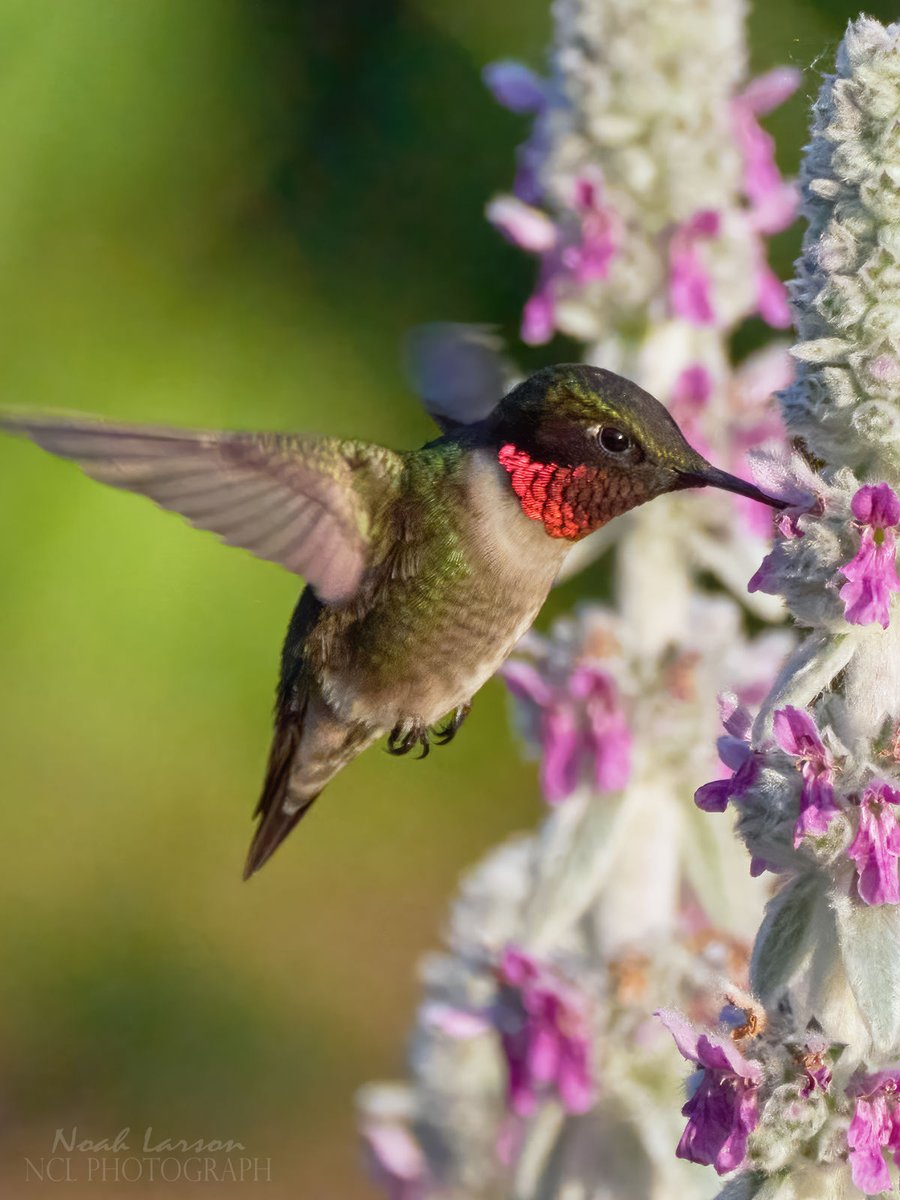 NclPhotograph's tweet photo. Ruby-throated hummingbird from this Friday at my favorite garden @CincyParks. I saw this bird dive bombing other birds at the garden (a gnatcatcher), and it got me thinking. What are some of the most aggressive song birds? 

5/26/23
Cincinnati, Ohio 
#NaturePhotography https://t.co/6suHne3FqX