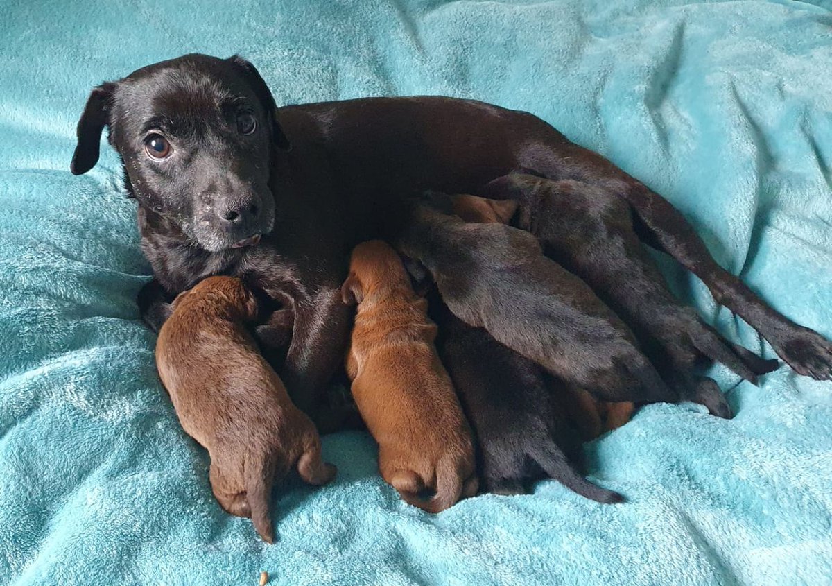 Urgent, please retweet to help find Dora and her 7 puppies a FOSTER HOME FOR 5 WEEKS #YORKSHIRE #UK 
 
She is looking for a quiet home where there are no other pets. She can't stay in the home she is now. Please give and extra share 🌟

DETAILS or APPLY 
facebook.com/HYPSdogs