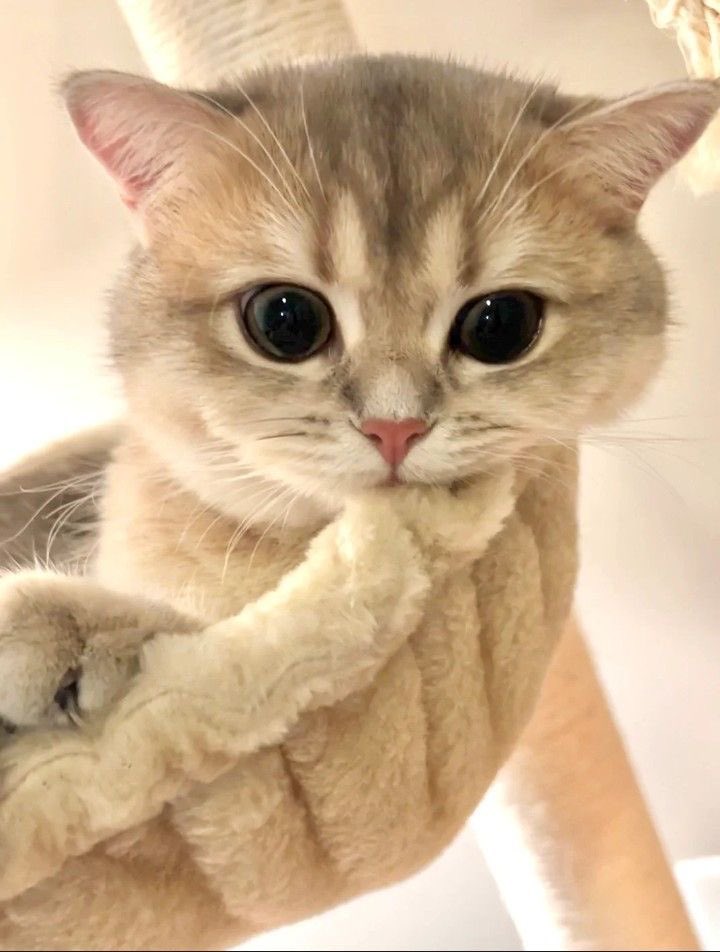 cat with confusing auras (@cat_auras) on Twitter photo 