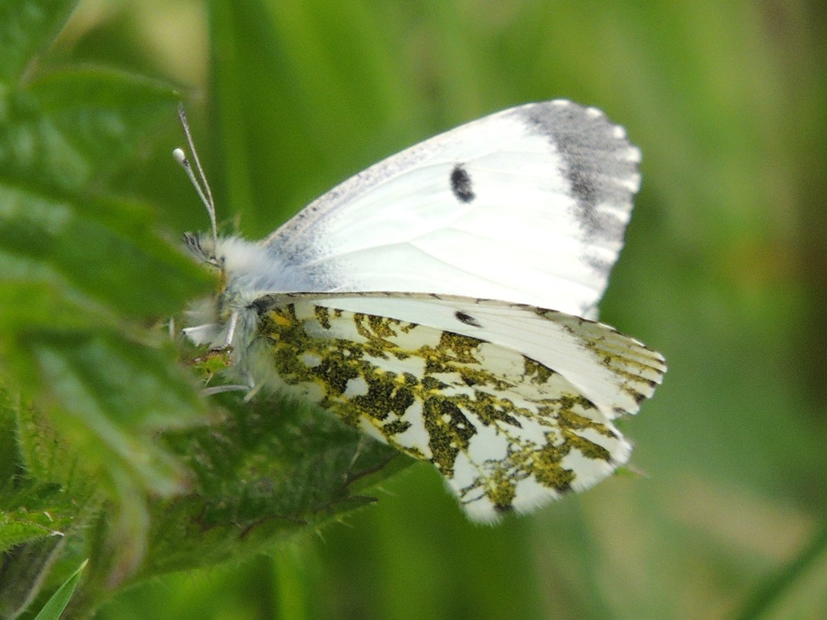 Butterflies even better than the birds on my walking-to-work patches this week - Orange-tip (photo, female) and Speckled wood on #WoodhouseMoor

'Relaxed mowing' & the wildflower meadow providing better habitat. Thank you @LeedsParks. 
@loveleedsparks

Oh, 30 bird species too.