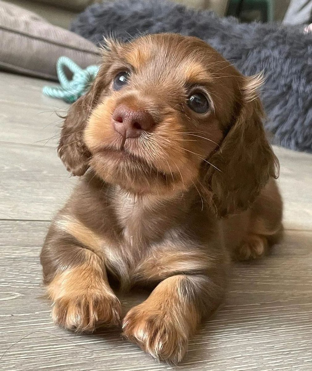 _B___S's tweet photo. I‘m just all kinds of chocolatey goodness 🍫 🐶 https://t.co/QtOk61uofM