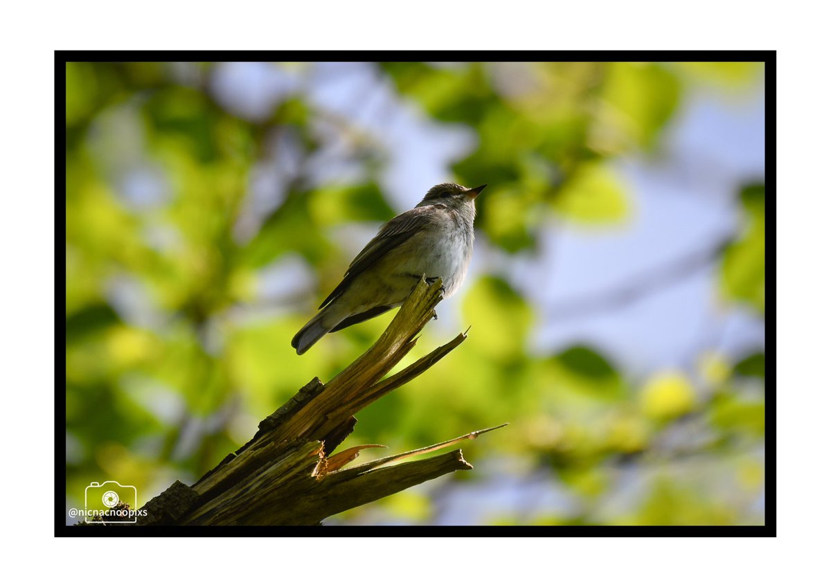 nicnacnoopixs's tweet photo. “The Bringers of Summer” Spotted &amp; Pied flycatchers have arrived &amp; are setting up home ready for the next generation 💚 
#spottedflycatcher #piedflycatcher  #flycatchers  #birdsofwales #naturephotography #wildlifephotography #bbcwildlife #bbcspringwatch #birdphotography https://t.co/K3NG8wcSeQ