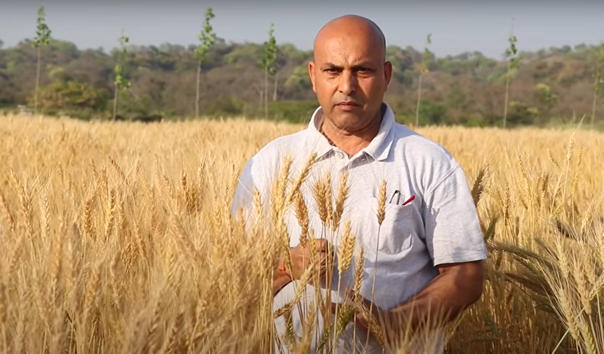 Farmer Umed Singh turned barren land in Bachhohi, #Punjab, into a lush green farm of wheat, fruits & vegetables with organic farming practices. He shares the journey & why he gets more than double the market rate for his produce:
30stades.com/farming/punjab… #naturalfarming #wheat
