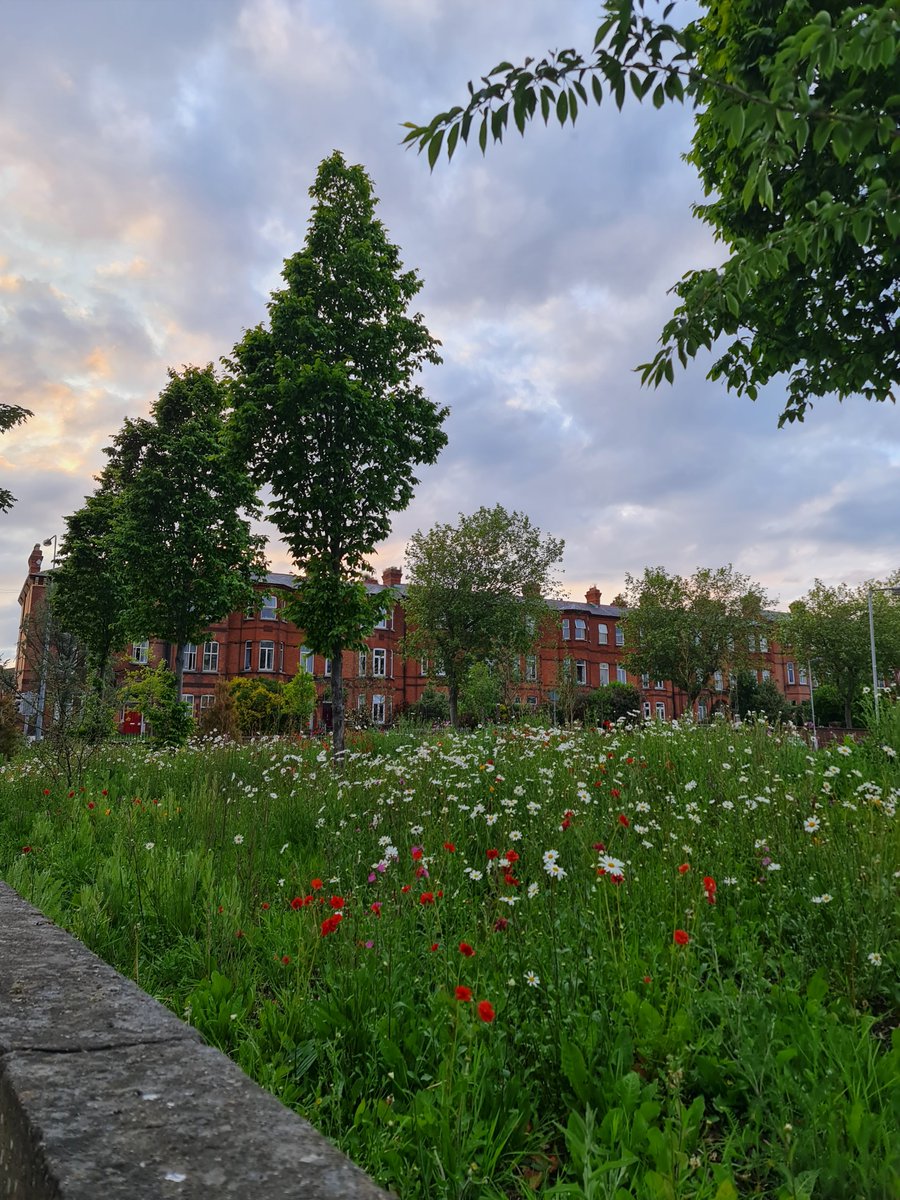 SSophiejacob's tweet photo. Beautiful evening in Dublin, Aughrim street on the way back from Stoney batter to the SILs https://t.co/dXAgSf4DdL