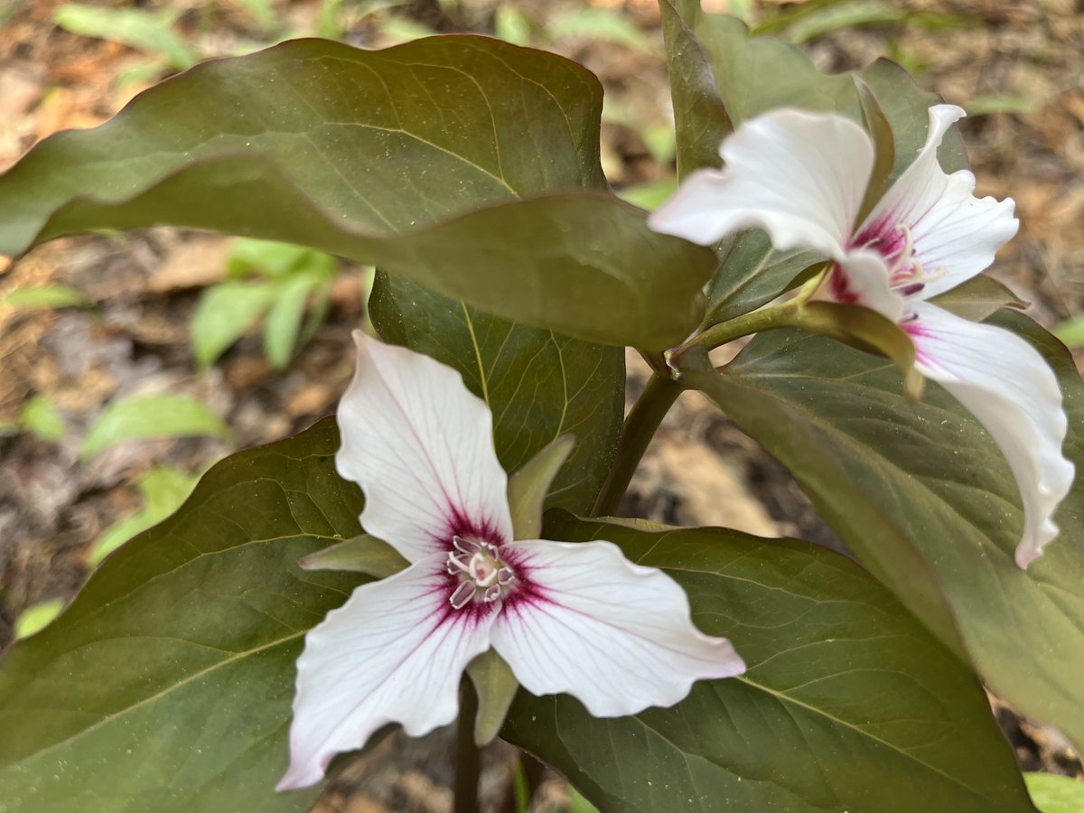 130 years ago today, the Ontario Legislature established Algonquin Park!

Thank you for all the birthday wishes. To help us celebrate, share some of your favourite memories below!