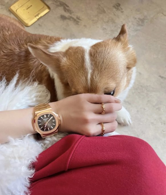 My two pets, corgi and nautilus😌