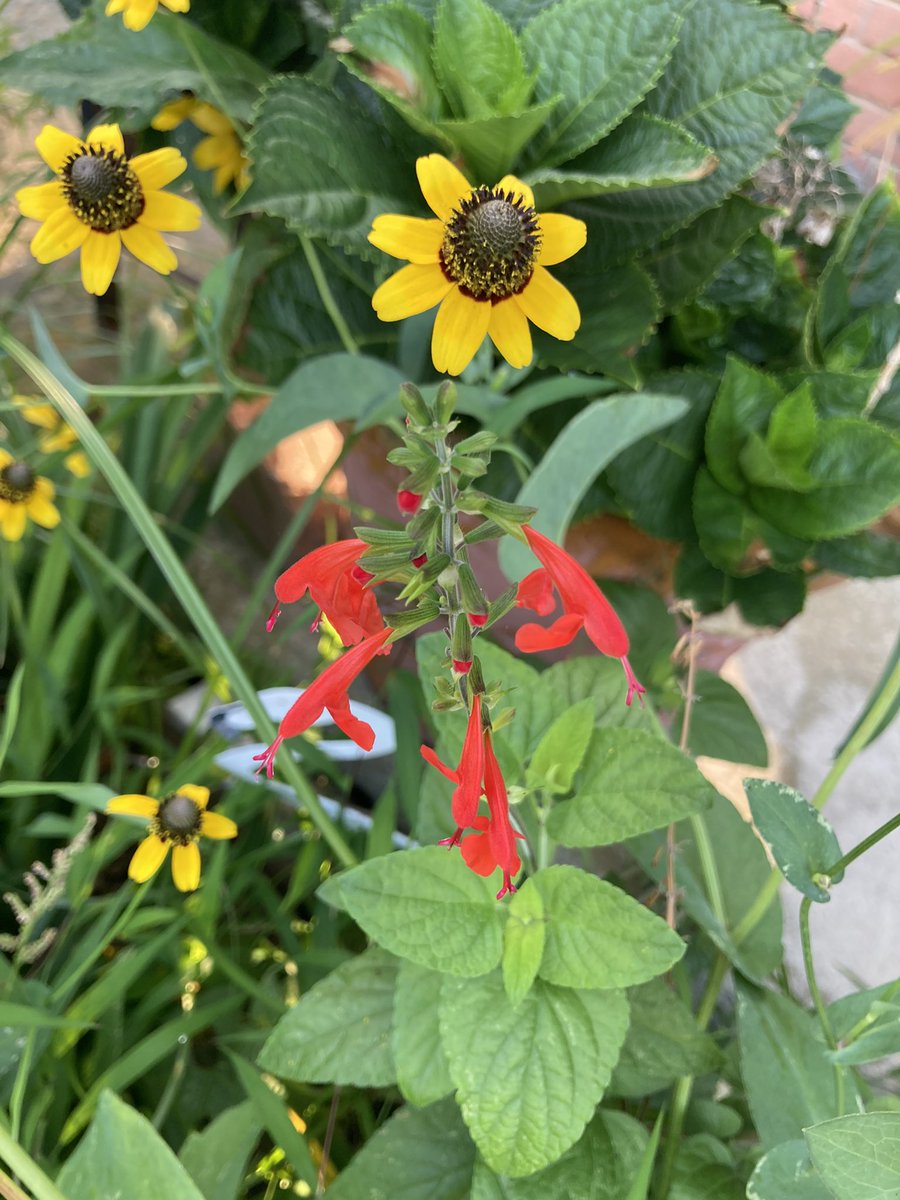 Really pleased with the clasping coneflower this year! Also a new one, Scarlet Sage. Got these for free from someone who was thinning theirs out, and they are already blooming! #GardeningTwitter #flowers