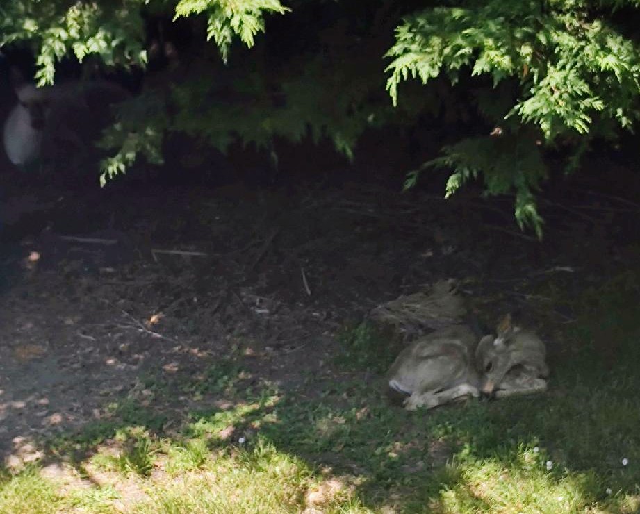 Little #Louise sound asleep and #Mallow looking on. 😊🦌😴 #DeerLove #TwitterNatureCommunity #BackYardWildlife #ThePhotoHour @Dani_The_Deer @Bemocked_Cypher @joseph99722 @Loriwhiteside8 @Kimlittlejohn11 @IslandDroneGuy @A_R_TforPEACE @susaninseattle1  📸 @malodell