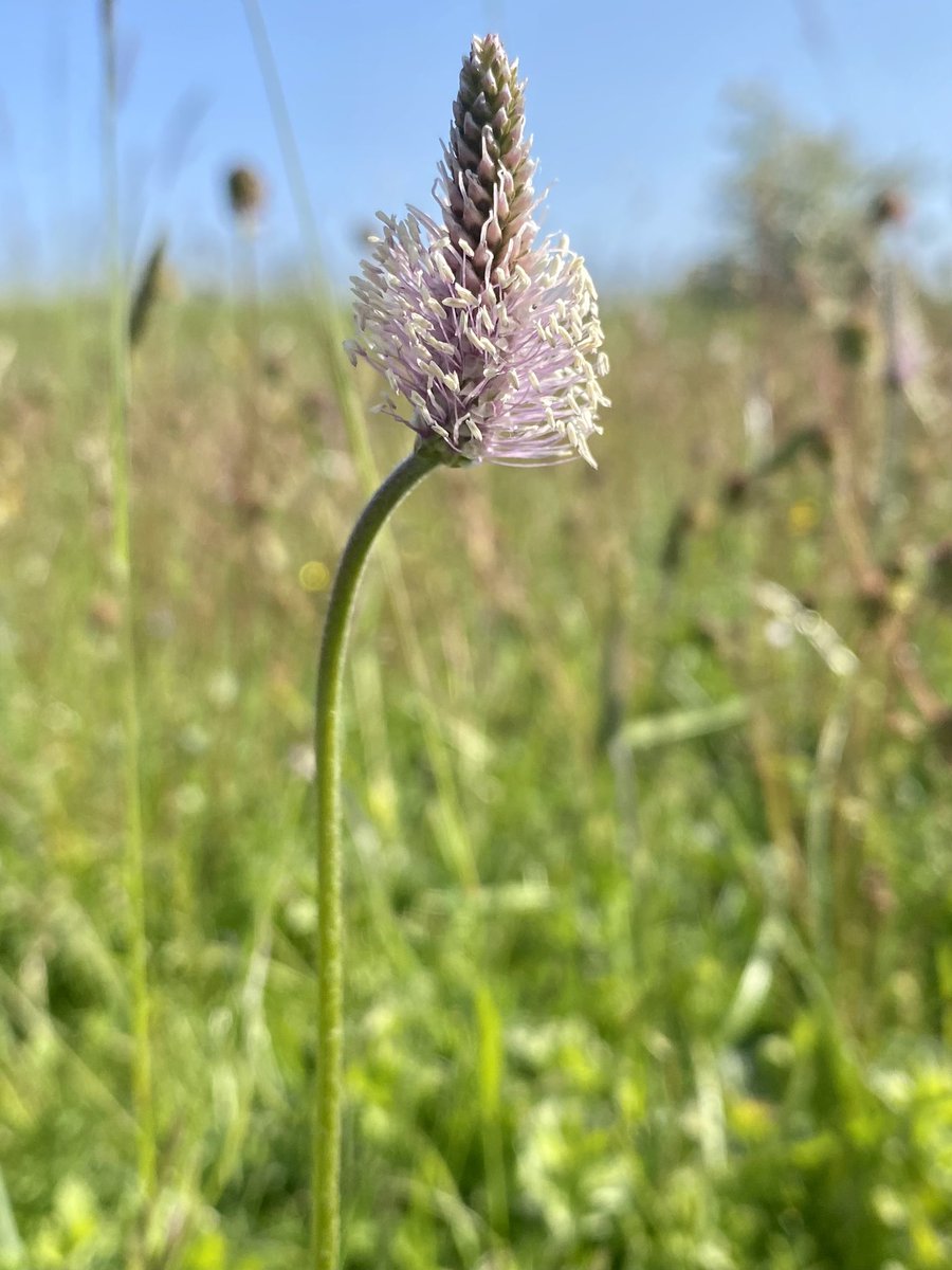 A heavenly hour or so amidst the wonderful chalk grassland at Martin Down. My favourite NNR #l🥰😍 #NNRWeek Brown Argus, Adonis Blue, Dingy & Grizzled Skipper, the latter too fast for a photo. Cuckoo, Corn bunting, Stonechat, Grey partridge & so many Skylarks. with @BSBIscience