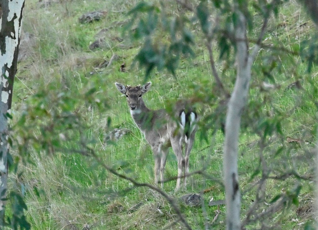 This weekend Owen Gale was keeping an eye on some ferals, and recorded some European Fallow Deer 'Dama dama' on @inaturalist near #ParaWirra

@FOBHM_2020 @adelhillscouncil @BiolSocSA  #citizenscience #biosecurity