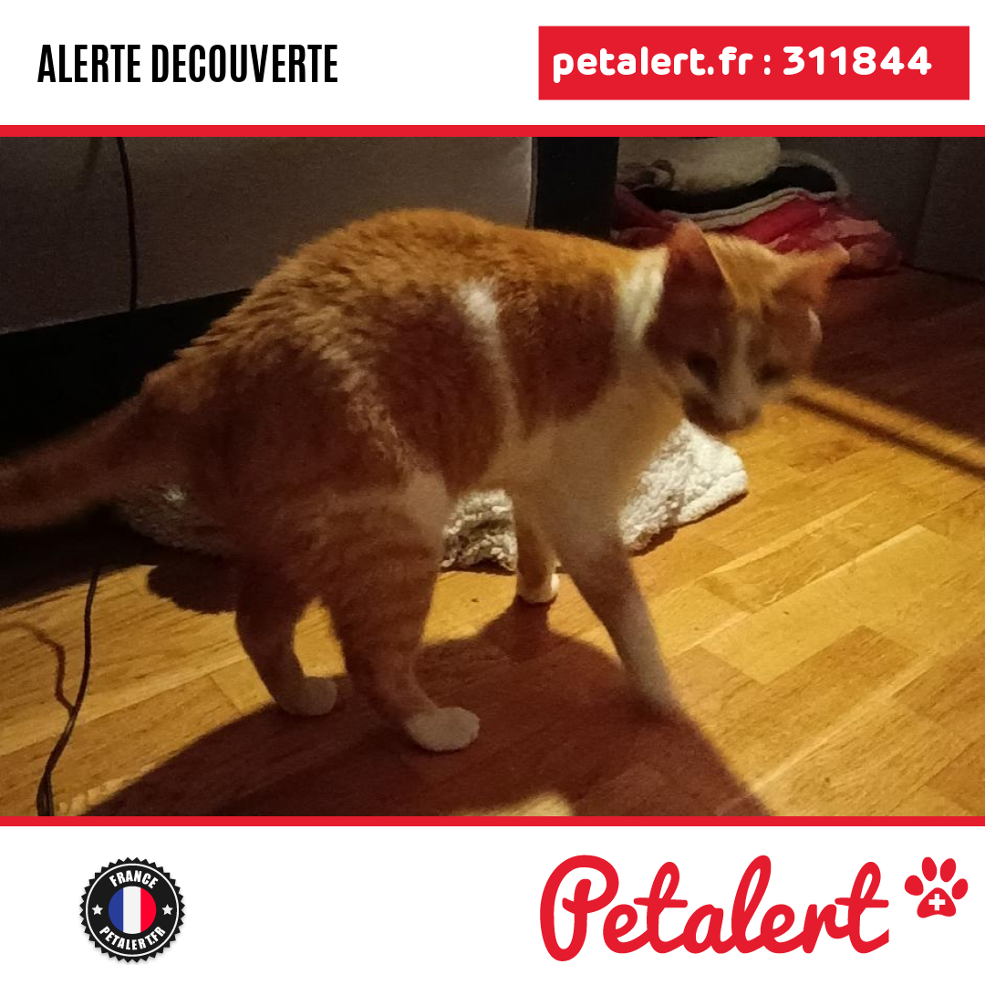 petalert_france's tweet photo. Trouvé #Chat #Savoie #Albertville #Petalert #PetAlert73 / https://t.co/U2w4SgUGMd https://t.co/Pw7yKiqLcx