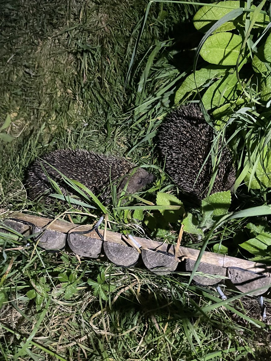 Bingo! Chuffed to see two hedgehogs in the garden tonight 😁