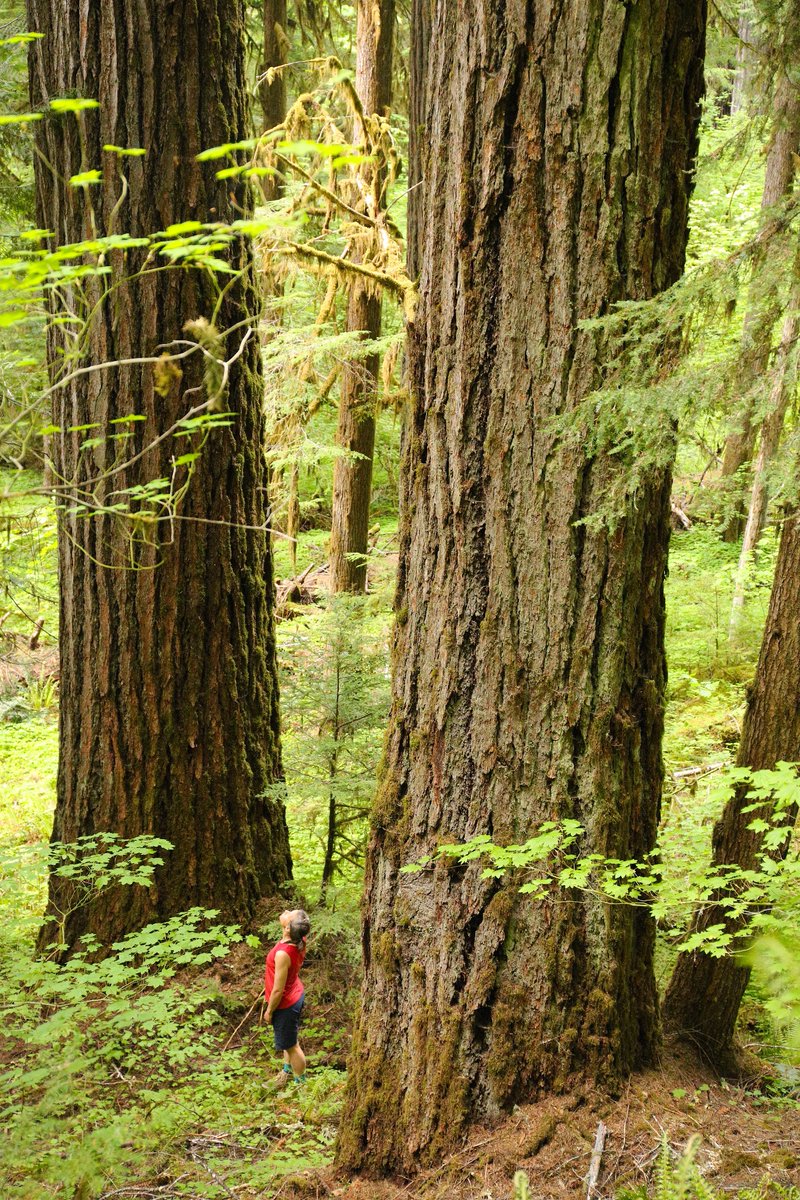 Pleased to say @HJA_Live has finished a fun and interesting week at our @USLTER @NSF mid-term review! Thanks @Segura_Lab @posybusby @BrookePenaluna and many others for your devotion to this research and forest, and to panelists for all of your time and thoughtful questions!