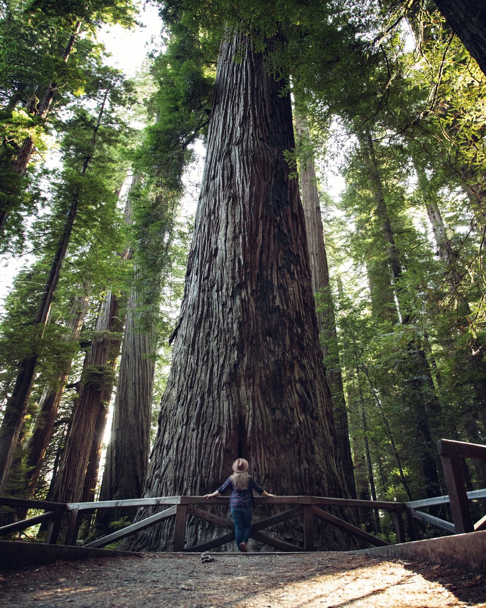 RedwoodNPS tweet picture